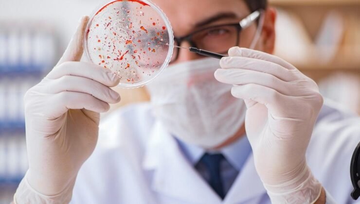İspanya’da Domuz Vebası Alarmı: Laboratuvar Sızıntısı mı Endişe Kaynağı?