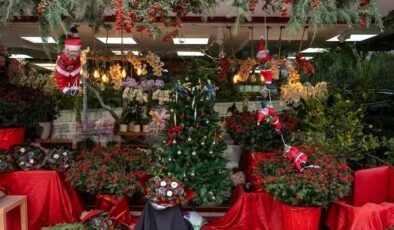 Kokina Çiçeği: Şans ve Bereketin Yeni Yılına Eşlik Eden Popüler Seçim