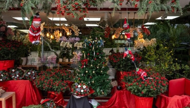 Kokina Çiçeği: Şans ve Bereketin Yeni Yılına Eşlik Eden Popüler Seçim