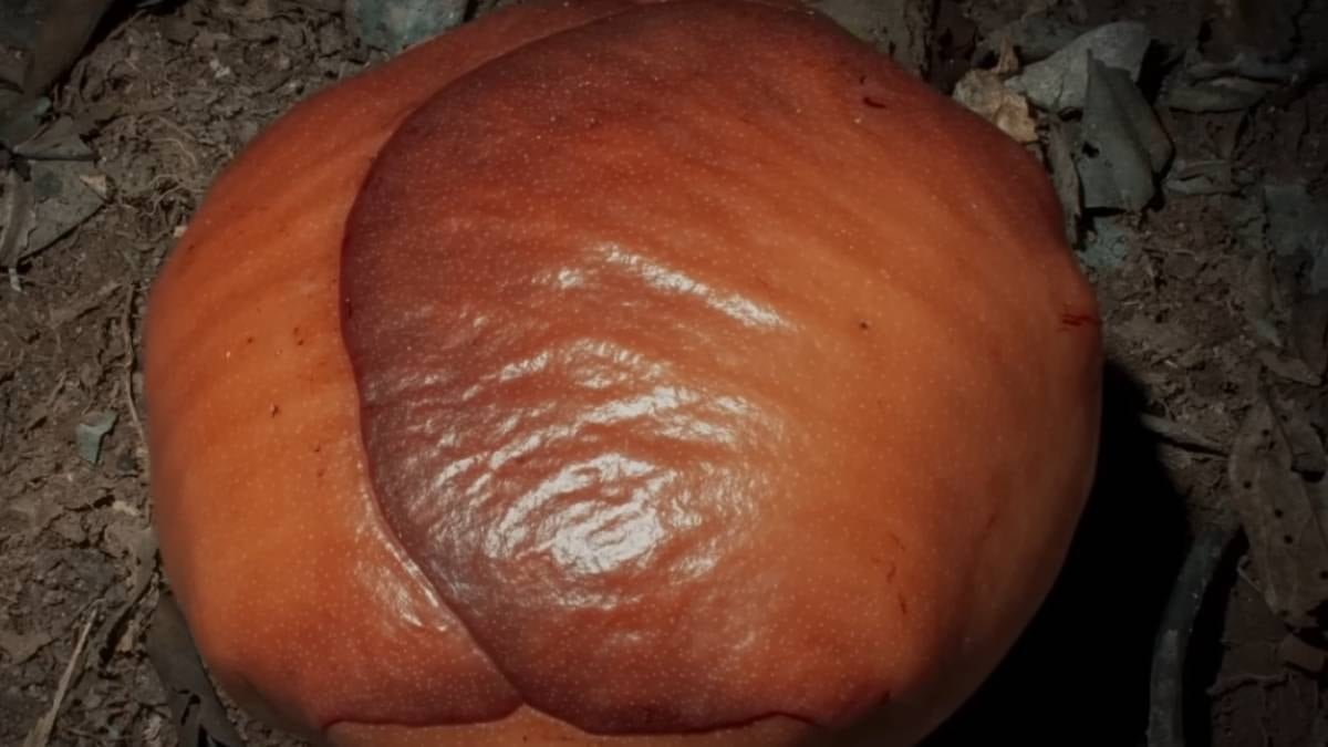 Koku Algısının Kültürel ve Evrimsel İzleri: En Şiddetli Kokular ve Tarihçesi