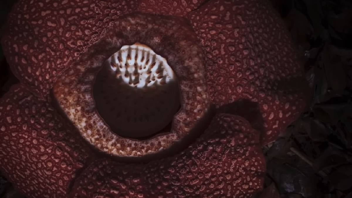 Koku Algısının Kültürel ve Evrimsel İzleri: En Şiddetli Kokular ve Tarihçesi