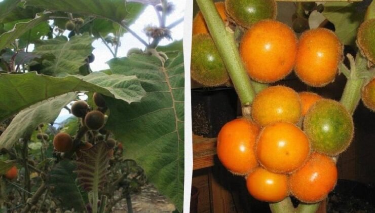 Naranjilla: Bir Tropik Sır ve Sınır Ötesi Tadın Hikayesi