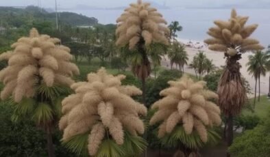 Rio’nun Talipot Anı: Flamingo Parkı ve Şimdinin Büyülü Çiçeklenmesi