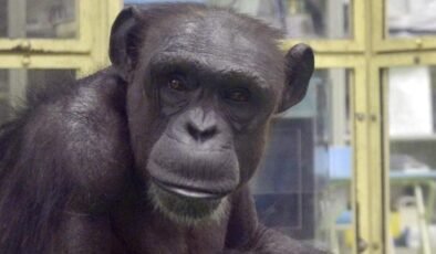 Ai ve Ayumu: Zekanın İzinde Bir Primat Mirası