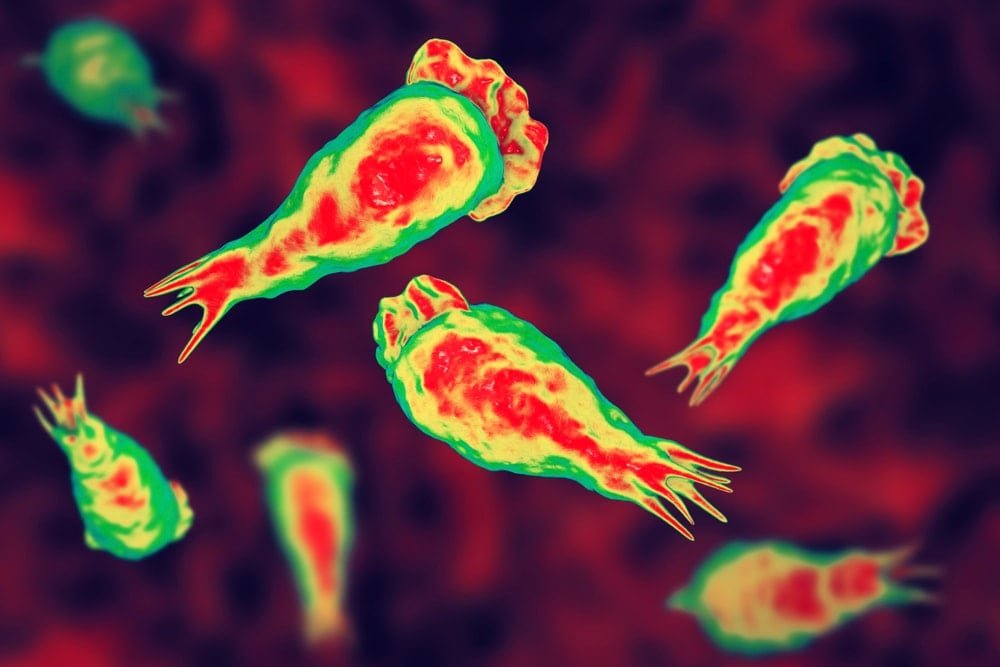 Bir Tehlike Sarmalında: Amipler ve Su Şebekelerindeki Kalıcılık Riski