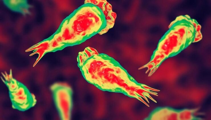 Bir Tehlike Sarmalında: Amipler ve Su Şebekelerindeki Kalıcılık Riski