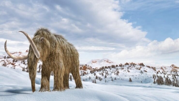Buzul Dönemi Fosillerinin Sırrı: Denizdeki Balinaların İçerideki İzleri