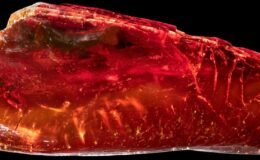 Ctenobethylus goepperti Fosilinin 3D Keşfi: Kehribar İçindeki İnce Detaylar ve Bilimsel Bağlantılar