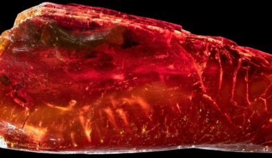 Ctenobethylus goepperti Fosilinin 3D Keşfi: Kehribar İçindeki İnce Detaylar ve Bilimsel Bağlantılar