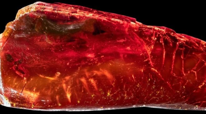 Ctenobethylus goepperti Fosilinin 3D Keşfi: Kehribar İçindeki İnce Detaylar ve Bilimsel Bağlantılar