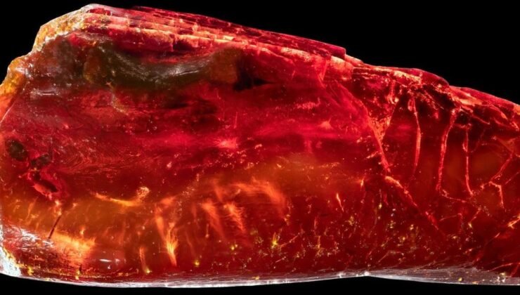 Ctenobethylus goepperti Fosilinin 3D Keşfi: Kehribar İçindeki İnce Detaylar ve Bilimsel Bağlantılar