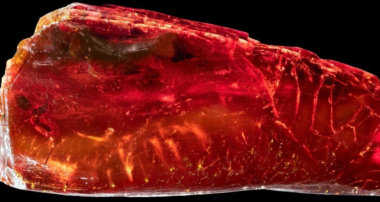 Ctenobethylus goepperti Fosilinin 3D Keşfi: Kehribar İçindeki İnce Detaylar ve Bilimsel Bağlantılar