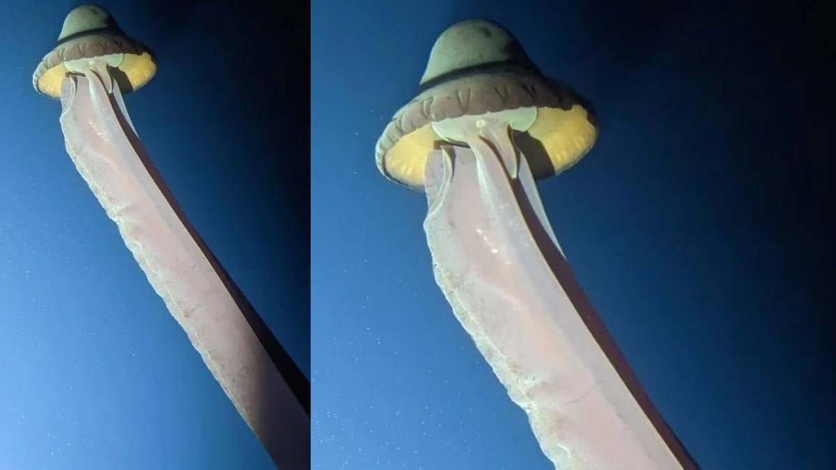 Derin Okyanusların Hayalet Devi: Stygiomedusa gigantea Üzerine Yeni Gözlemler