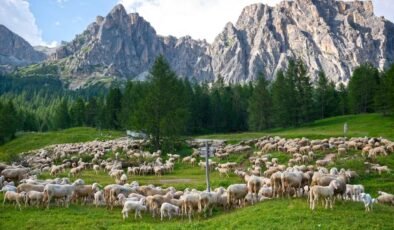 Enerji Tasarrufu ve Üreme Maliyeti: Türlere Göre Yaşam Sürelerini Şekillendiren Bulgular