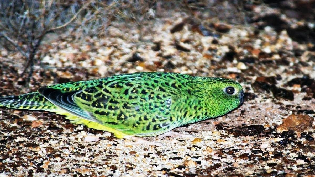 Gece Papağanı: Ngururrpa’da Sessiz Göçebe’nin İzleri ve Koruma Planı