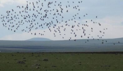 Gece Papağanı: Ngururrpa’da Sessiz Göçebe’nin İzleri ve Koruma Planı
