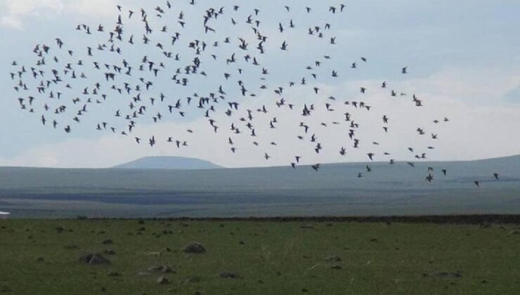 Gece Papağanı: Ngururrpa’da Sessiz Göçebe’nin İzleri ve Koruma Planı