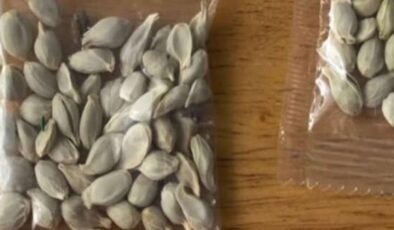 Gümrük Sızdırması mı, Tohum Tehlikesi mi? TDA’nın Şüpheli Paketler Üzerine Stratejisi