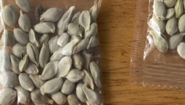 Gümrük Sızdırması mı, Tohum Tehlikesi mi? TDA’nın Şüpheli Paketler Üzerine Stratejisi