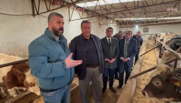 Hayvancılığın Güncel Zorlukları: Üreticilerin Çaresizliği ve Acil Çalışma Talepleri