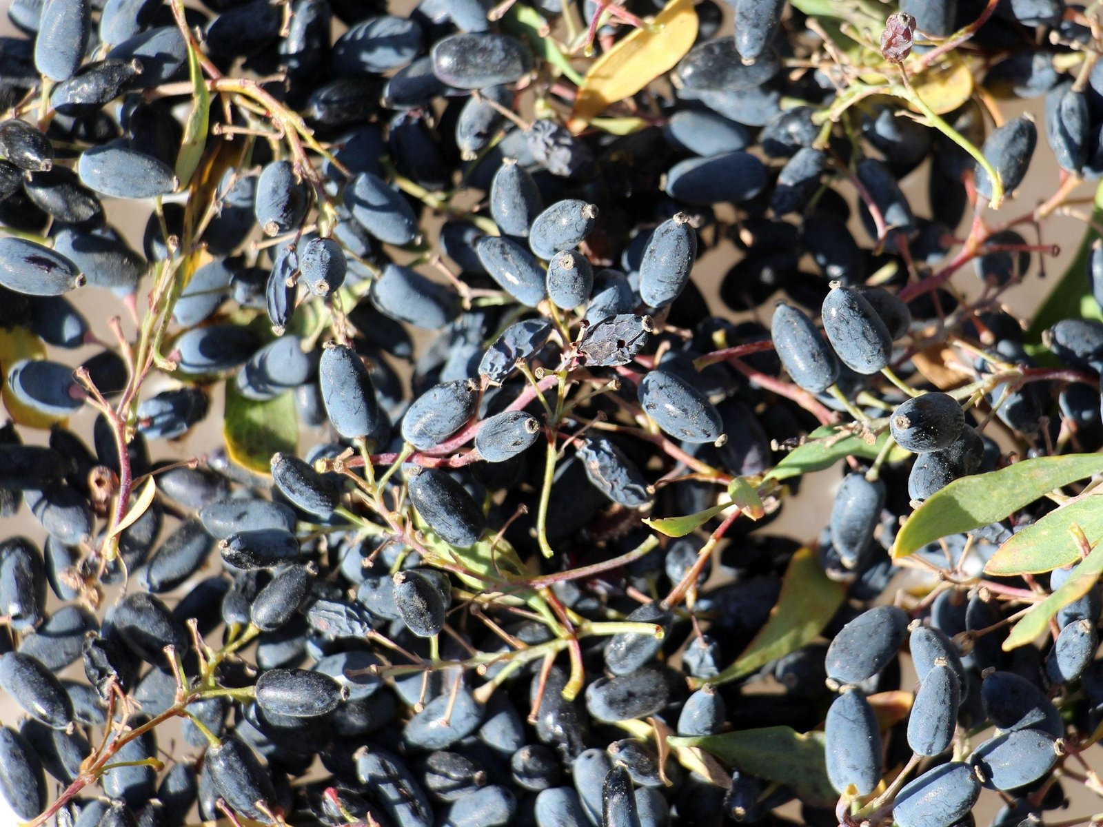 Karamuk: Doğanın Gizli Gücü ve Rus Mutfağındaki Şifa Dolu Yolculuğu