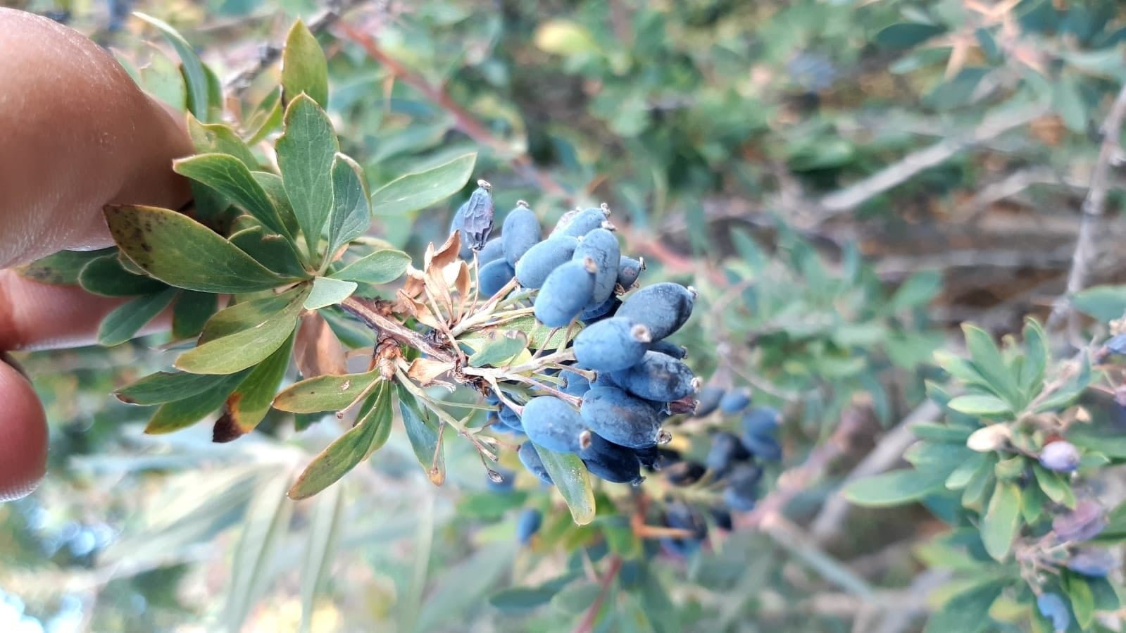 Karamuk: Doğanın Gizli Gücü ve Rus Mutfağındaki Şifa Dolu Yolculuğu