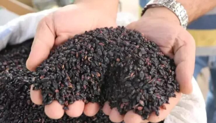 Karamuk: Doğanın Gizli Gücü ve Rus Mutfağındaki Şifa Dolu Yolculuğu