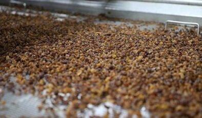 Kuru Üzümün Sağlık Yolculuğu: Beyin Fonksiyonlarından Cilt Güzelliğine