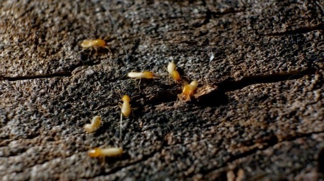 Mısır’daki Termit Tehdidi: Şehir Bölgesel Riskler ve Piyasa Etkileri