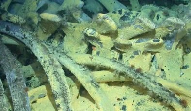 Okyanus Dalgalarının Sessiz Mühendisleri: Ostezya Zombi Solucanları ve Oksijenin Rolü