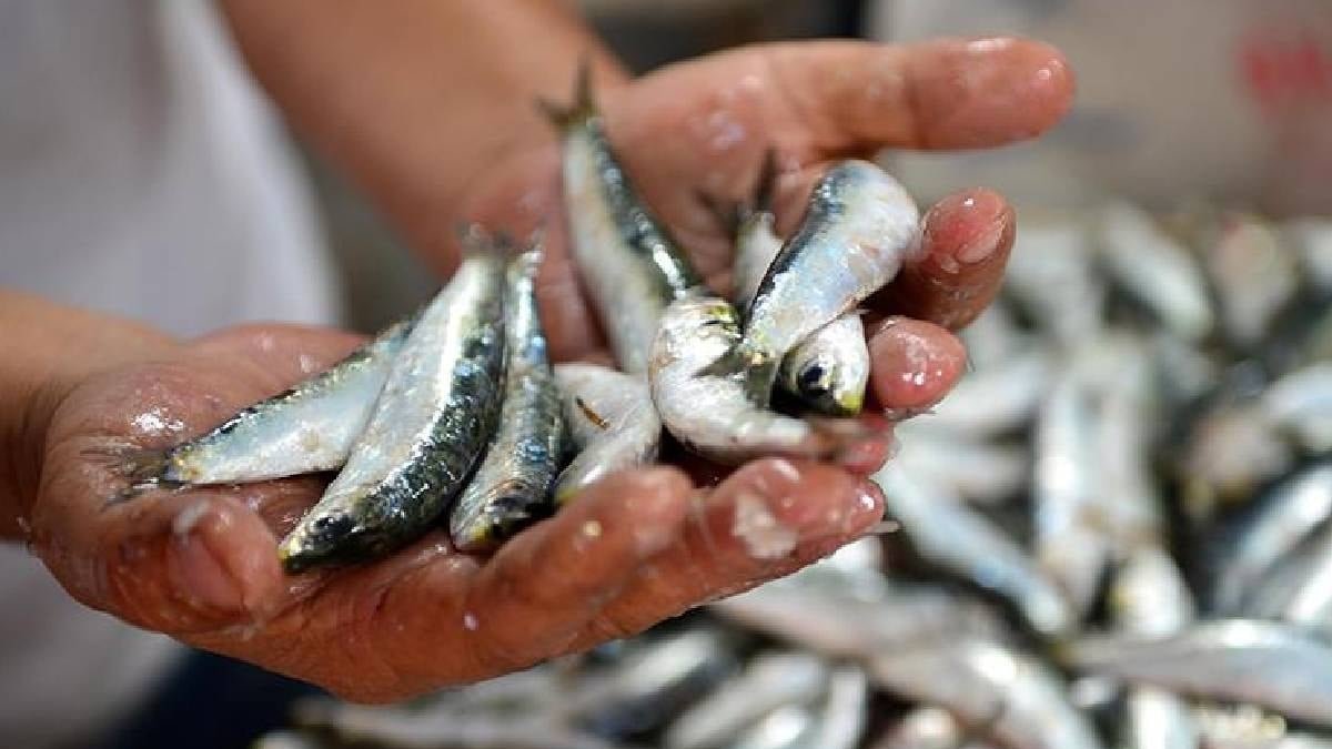 Sardalya: Ekonomik, Besin Dolu ve Cilt-Dengeleyen Omega-3 Kaynağı