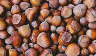 Türkiye’nin Fındık İhracatı: DKİB Verileriyle 2025 Performans Göstergeleri