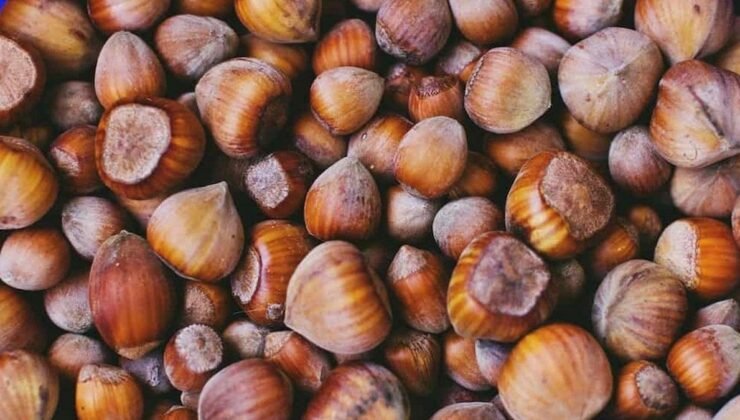 Türkiye’nin Fındık İhracatı: DKİB Verileriyle 2025 Performans Göstergeleri