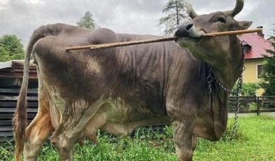 Veronika: Karintiya’daki İneğin Esnek Alet Kullanımıyla Sınırları Zorlayan Zekâ Serüveni