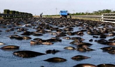 Yoro Balık Yağmuru: Bilim, İnanç ve Gizemin Buluşması