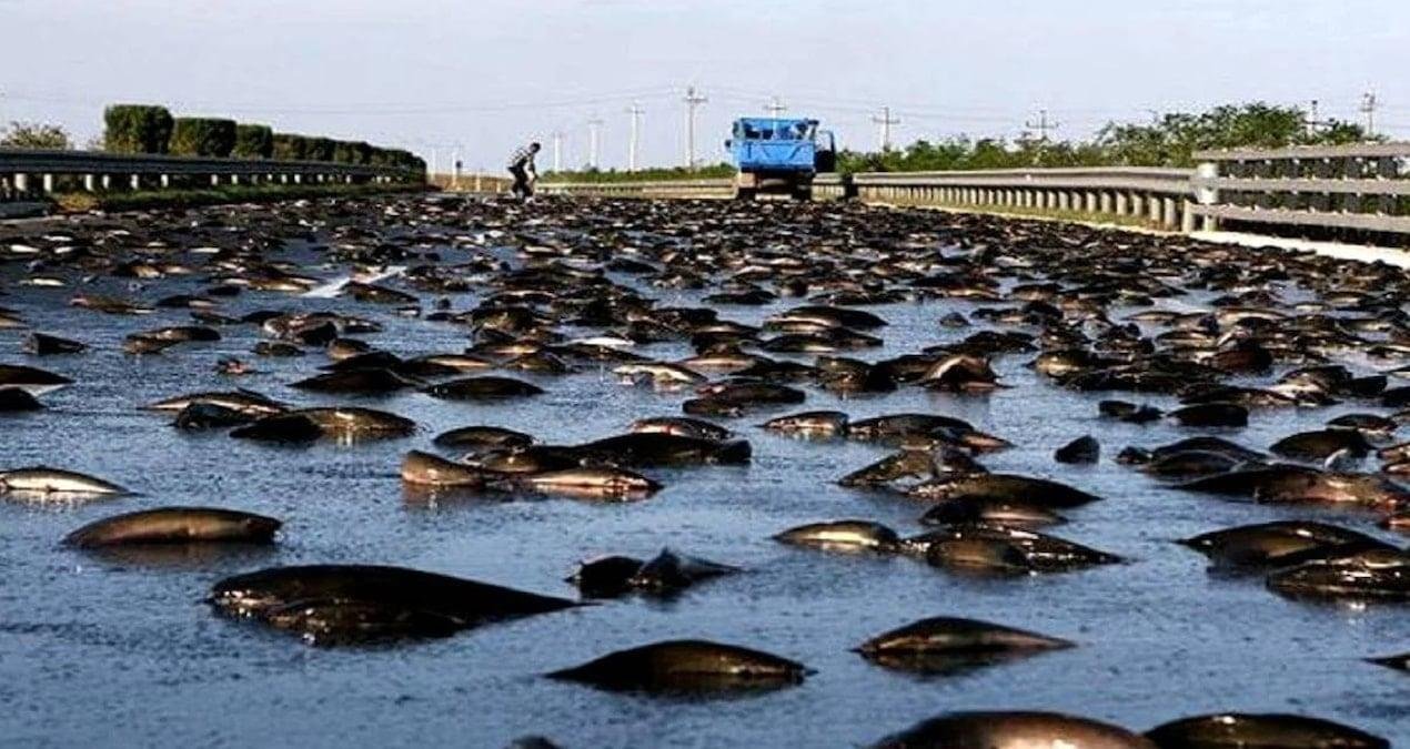 Yoro Balık Yağmuru: Bilim, İnanç ve Gizemin Buluşması