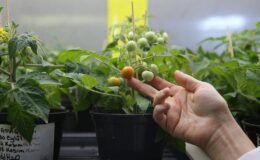 Ay ve Mars Regolit Simülantlarının Bitkisel Refah ve Stres Yanıtı Üzerine Ekstremofit Öncülleriyle Tarıma Uygunlaştırılması Projesi