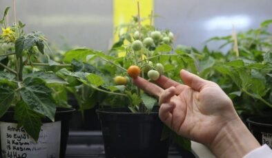 Ay ve Mars Regolit Simülantlarının Bitkisel Refah ve Stres Yanıtı Üzerine Ekstremofit Öncülleriyle Tarıma Uygunlaştırılması Projesi