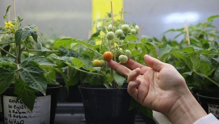 Ay ve Mars Regolit Simülantlarının Bitkisel Refah ve Stres Yanıtı Üzerine Ekstremofit Öncülleriyle Tarıma Uygunlaştırılması Projesi