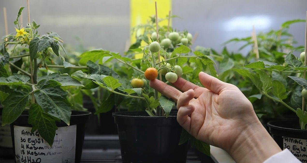 Ay ve Mars Regolit Simülantlarının Bitkisel Refah ve Stres Yanıtı Üzerine Ekstremofit Öncülleriyle Tarıma Uygunlaştırılması Projesi