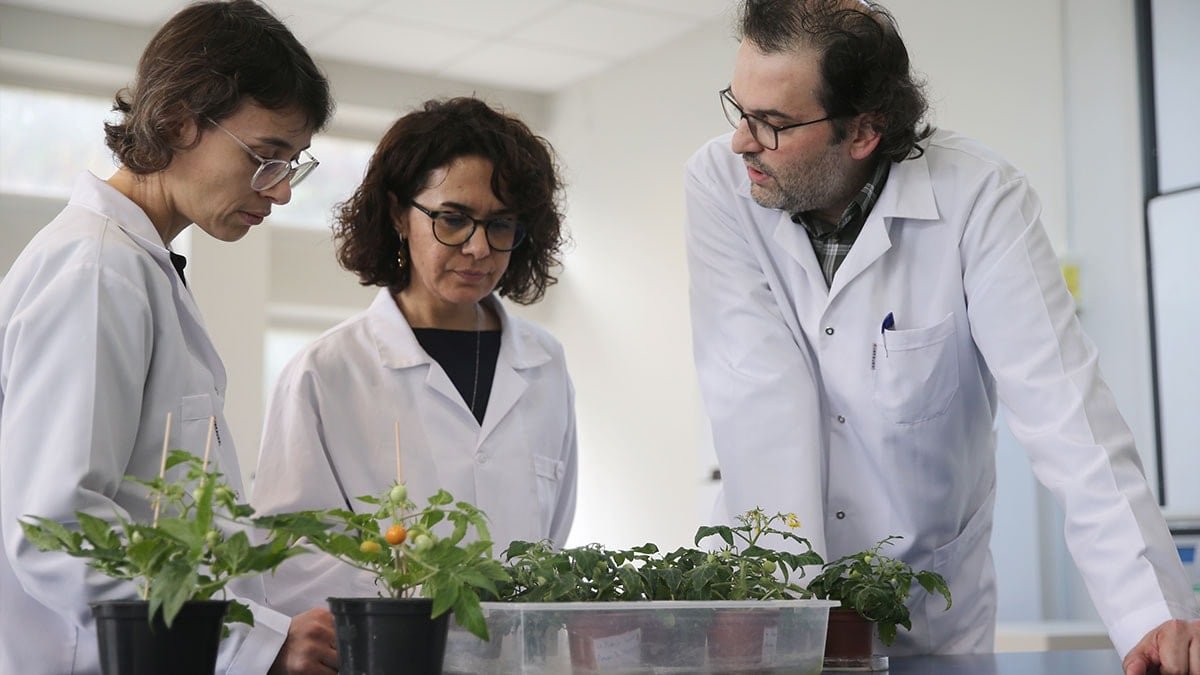 Ay ve Mars Regolit Simülantlarının Bitkisel Refah ve Stres Yanıtı Üzerine Ekstremofit Öncülleriyle Tarıma Uygunlaştırılması Projesi