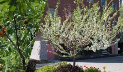 Bir Ağacın Çok Dilli Meyve Bahçesi: 40 Meyveli Ağaç Projesi ve Aşılama Sanatı