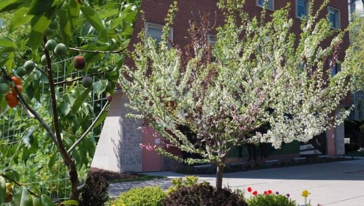 Bir Ağacın Çok Dilli Meyve Bahçesi: 40 Meyveli Ağaç Projesi ve Aşılama Sanatı