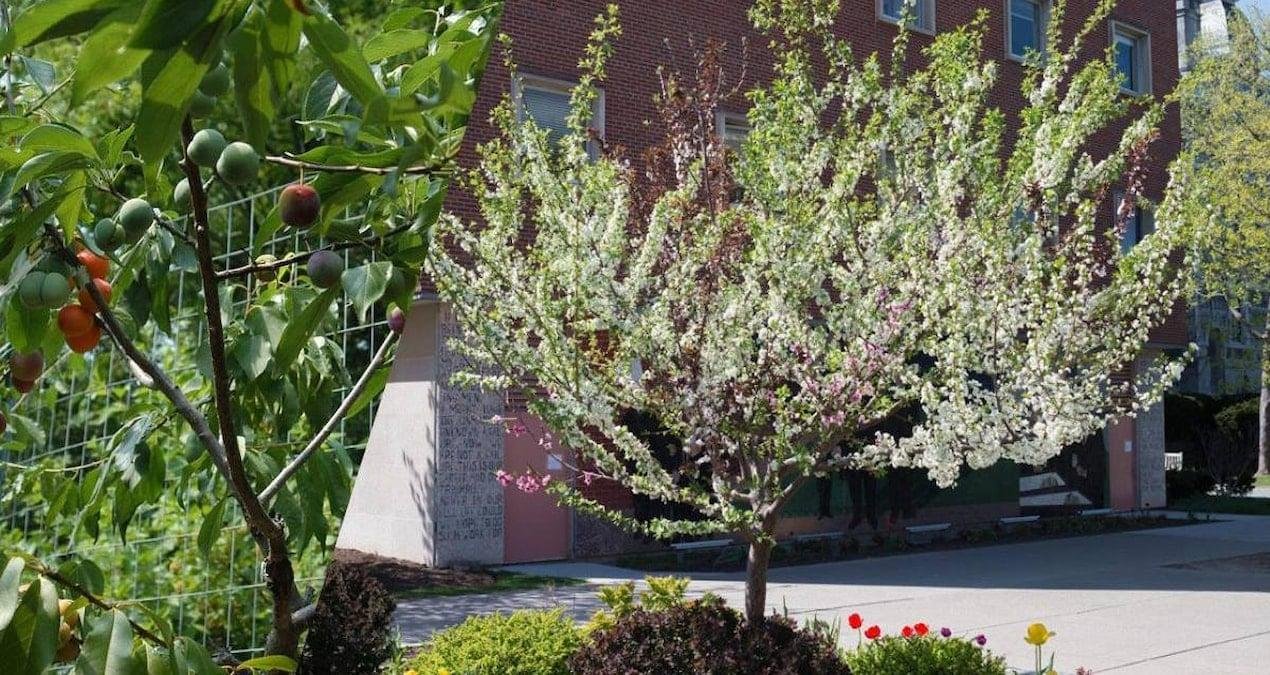 Bir Ağacın Çok Dilli Meyve Bahçesi: 40 Meyveli Ağaç Projesi ve Aşılama Sanatı