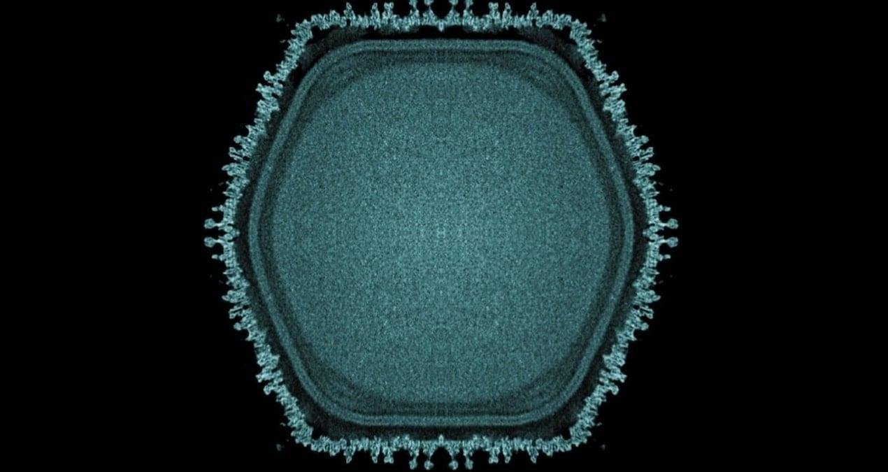 Büyük Virüsler ve Ökaryogenez: Ushikuvirus’un Keşfiyle Yeni Bir Bakış