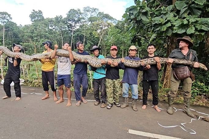 Dev Piton Ibu Baron: Uzunluğunun Sırları ve Çatışmaların Gölgesinde