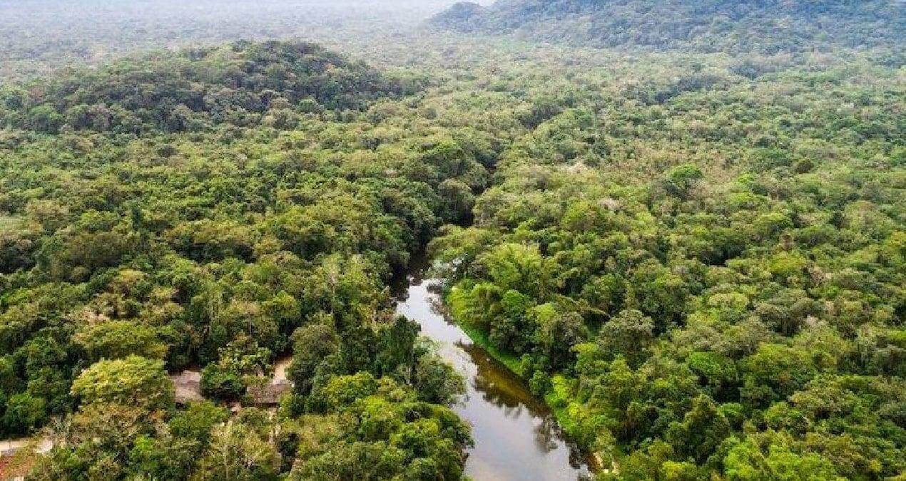 Dev Piton Ibu Baron: Uzunluğunun Sırları ve Çatışmaların Gölgesinde