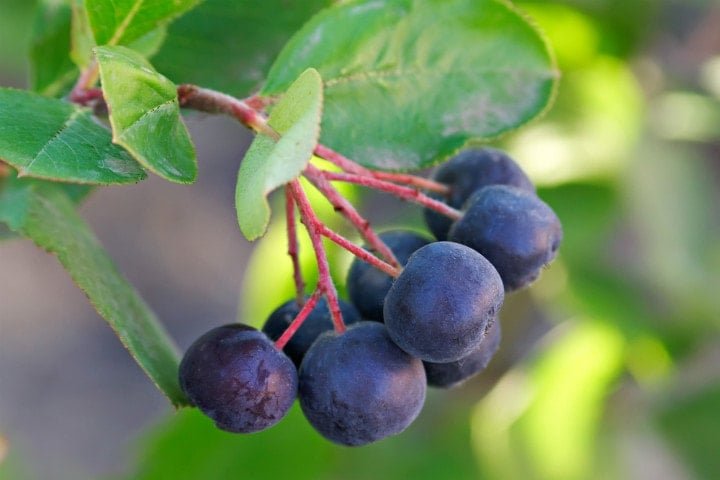 İngiltere’de Yaban Mersini: Tüketim, Sağlık Faydaları ve Tüketim Önerileri
