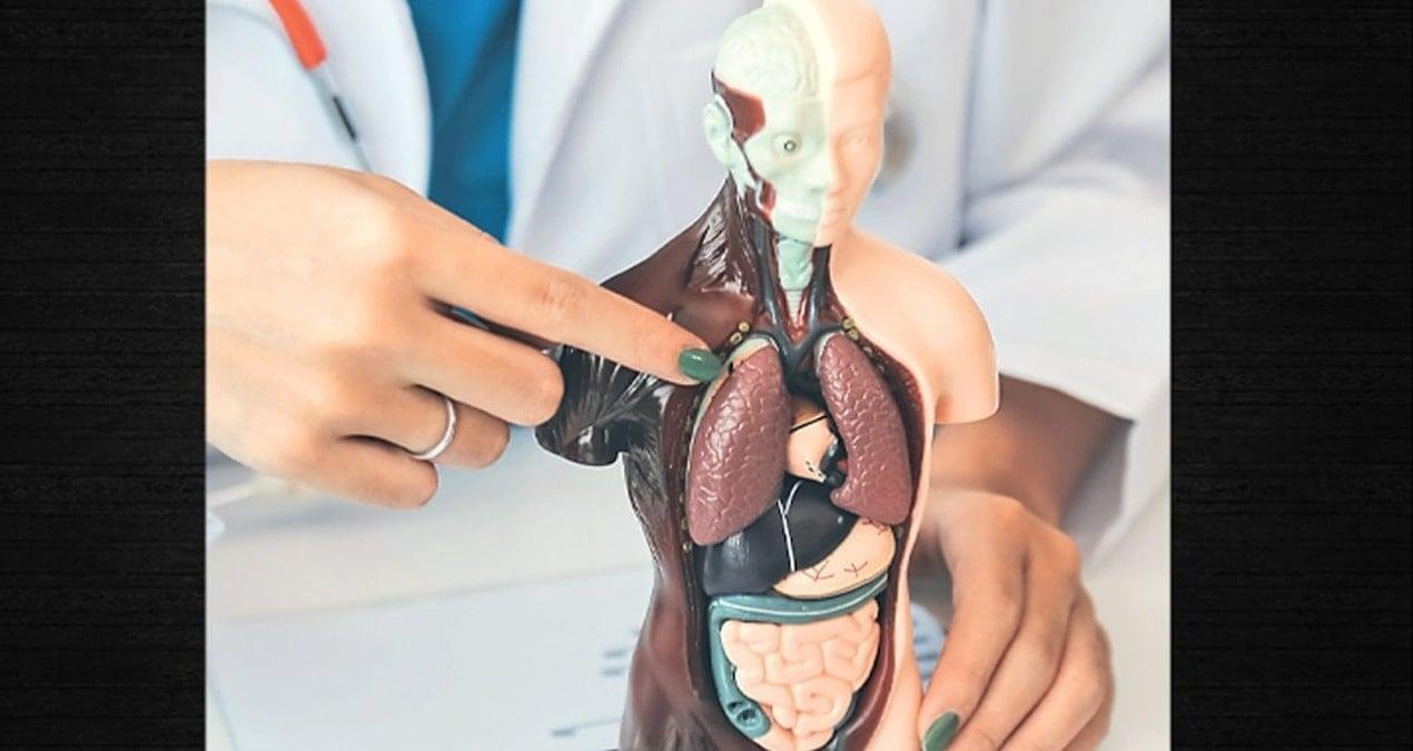 Karaciğer Sağlığı ve Beslenme: Detoks ve Yaşamsal Fonksiyonları Destekleyen Akılcı Yol Haritası