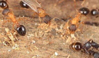 Kraliçe Odaklı Parazitik Karınca: Temnothorax kinomurai’nin Türünü Tek Başına İşçilerden ve Erkeklerden Yoksun Kıldığı Keşfi